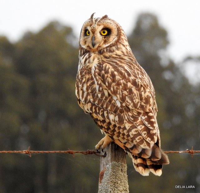 Photo Lechuzón Campestre