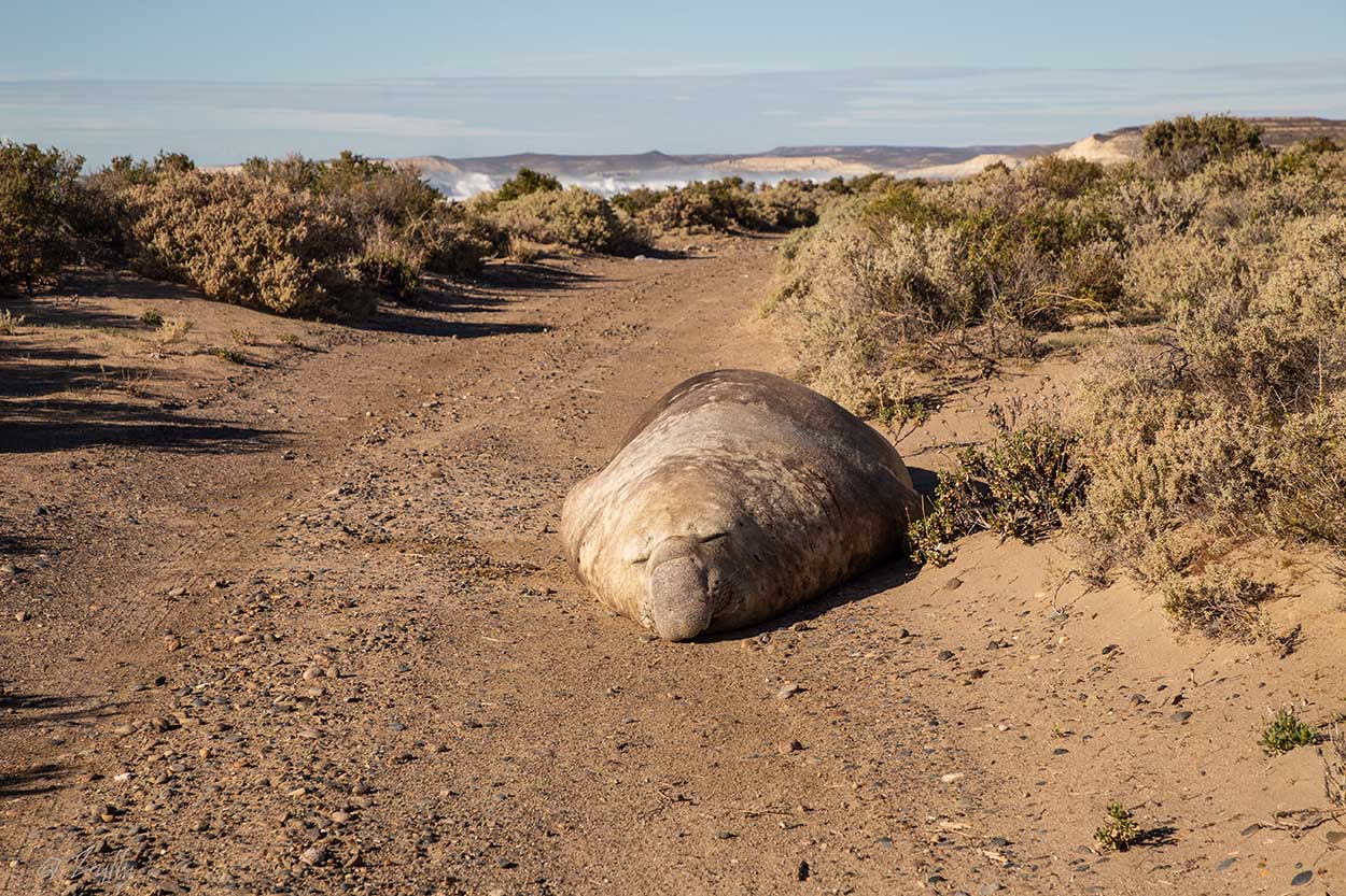 Foto Elefante Marino del Sur