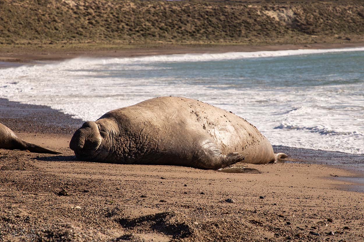 Foto Elefante Marino del Sur