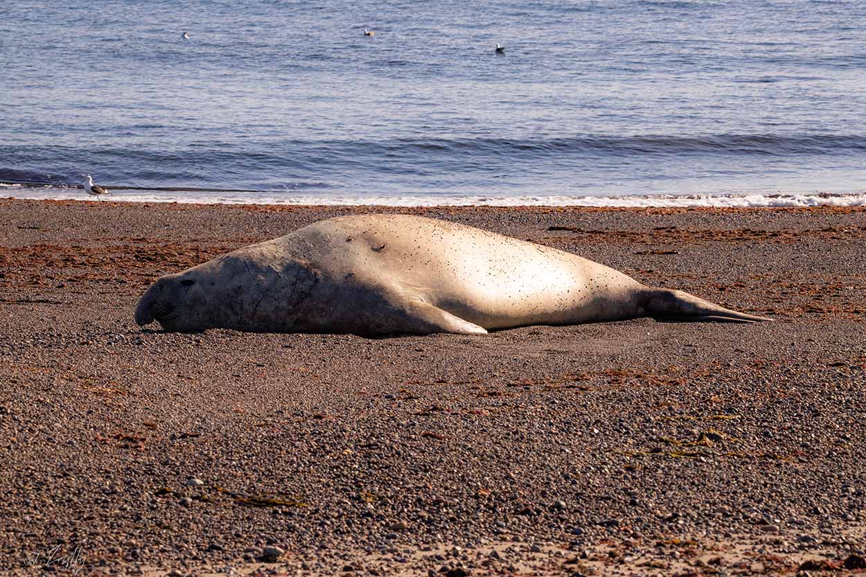 Photo Elefante Marino del Sur