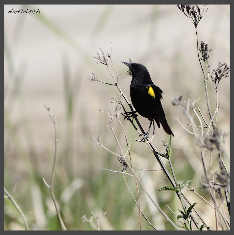 Photo Varillero Ala Amarilla