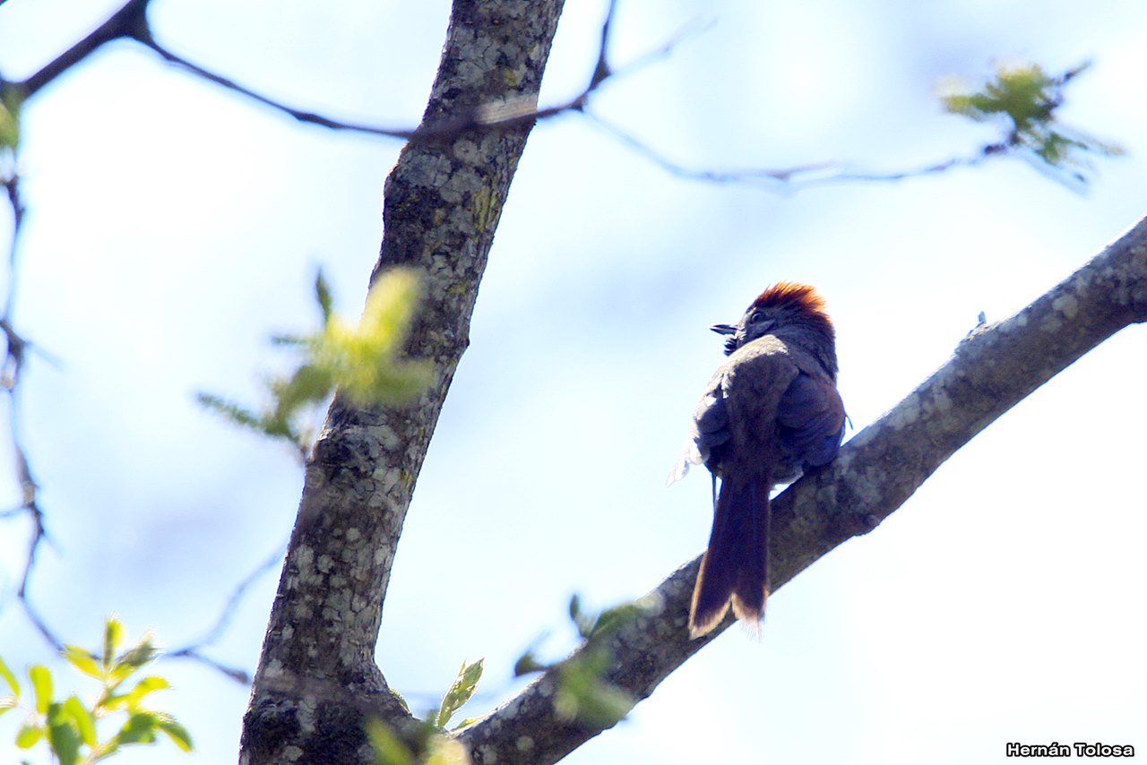 Foto Pijuí Frente Gris