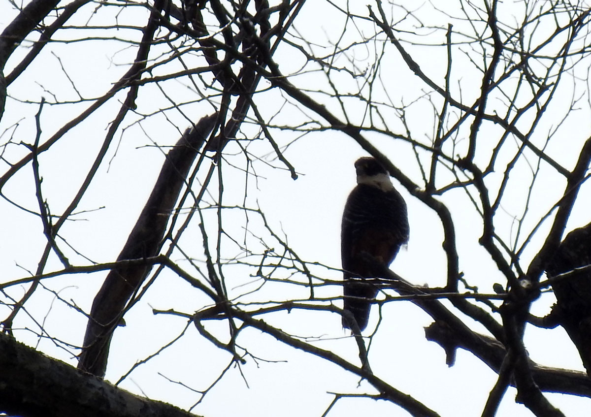 Foto Halcón Negro Chico