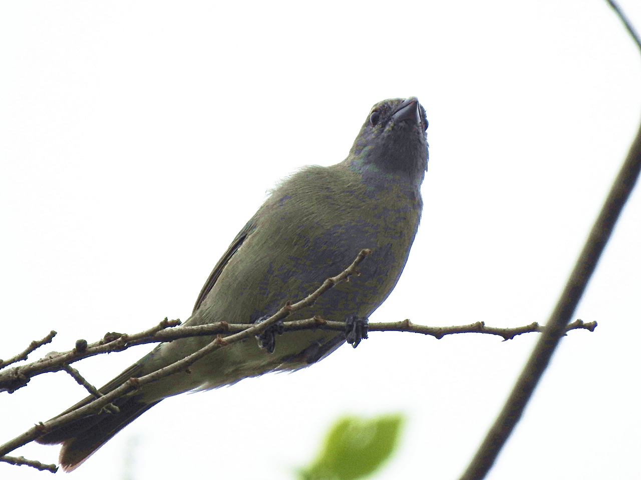 Foto Celestino Común