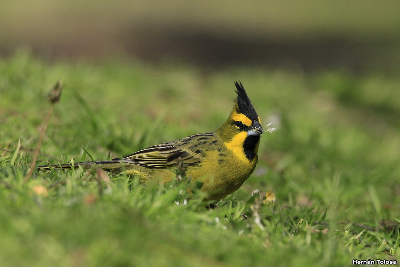 Photo Cardenal Amarillo