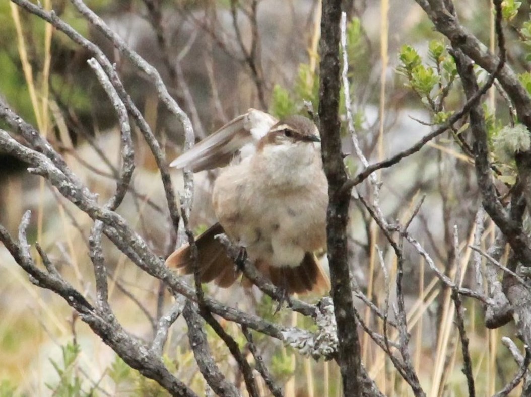 Foto Remolinera Andina