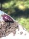 Alagoasa vigintiseptemmaculata