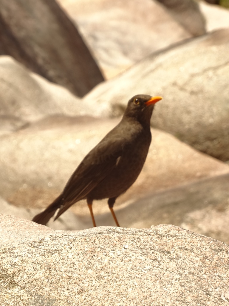 Foto Zorzal Chiguanco