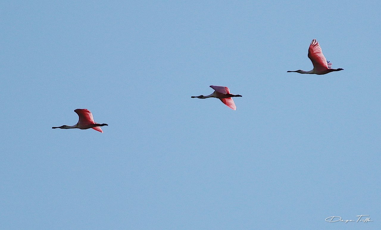 Photo Espátula Rosada