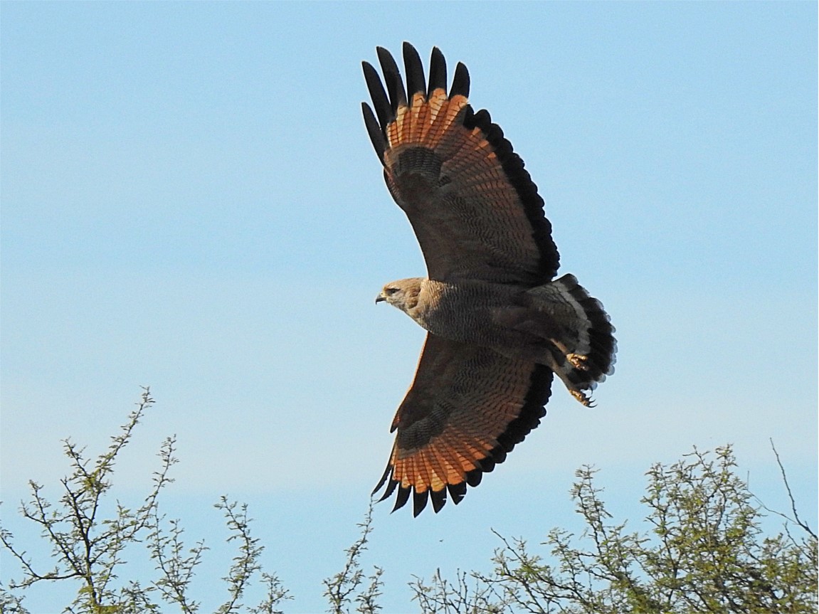 Foto Aguilucho Colorado