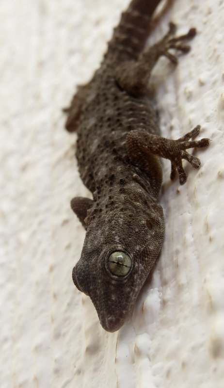 Foto Perenquén De Delalande