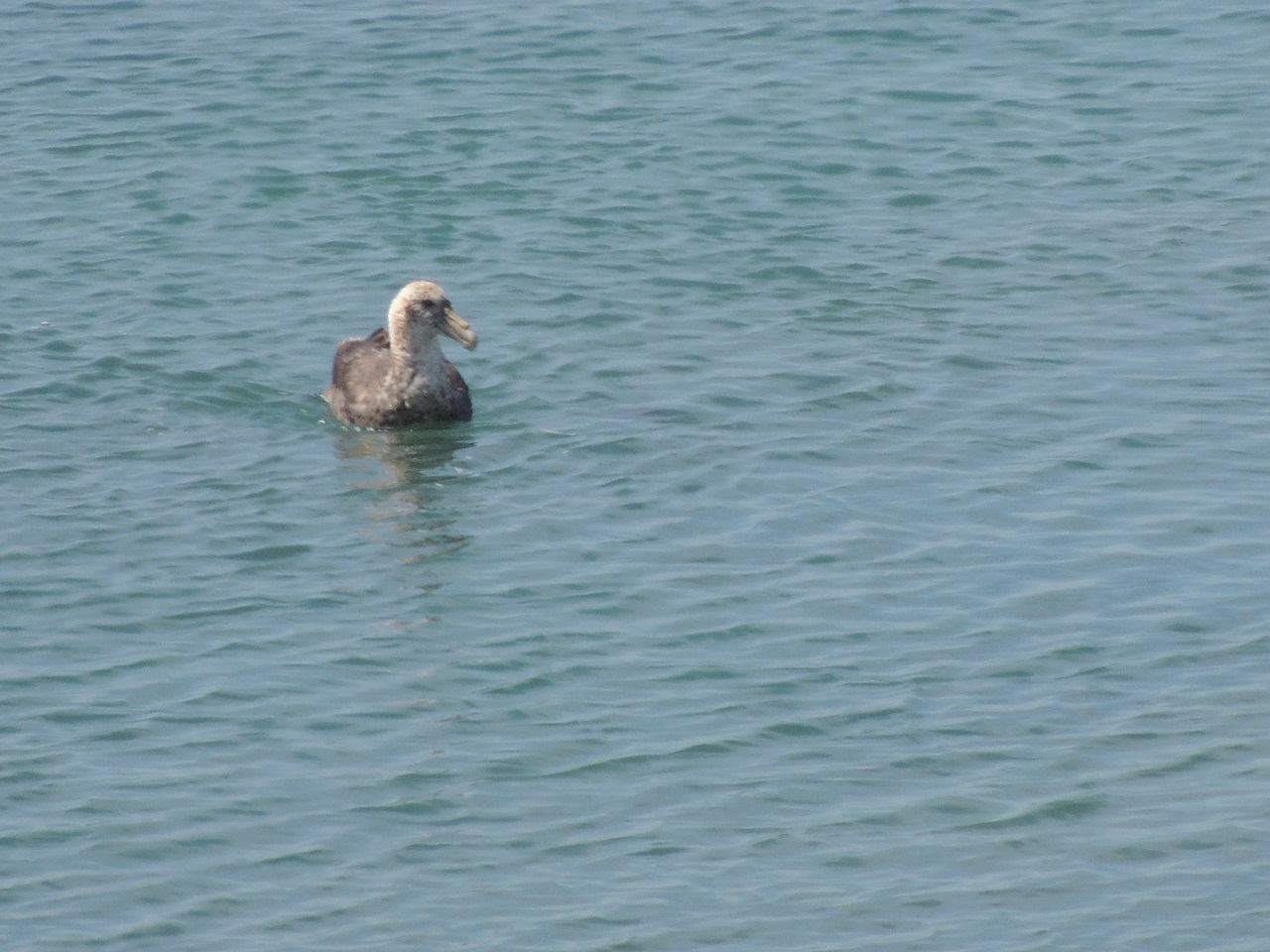 Photo Petrel Gigante Común
