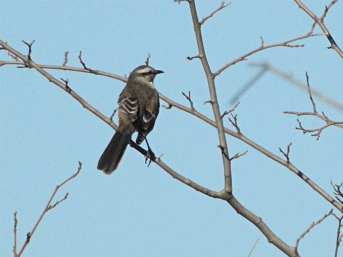 Photo Calandria Grande