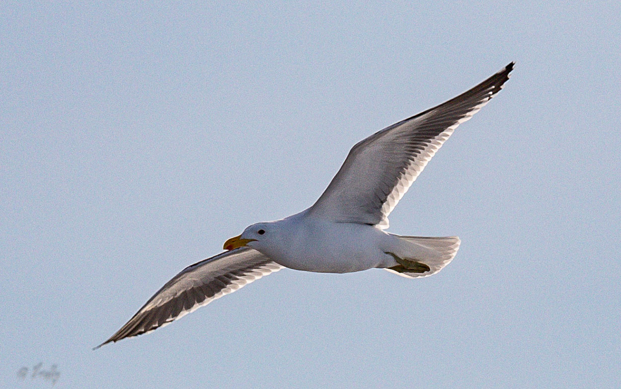 Foto Gaviota Cocinera