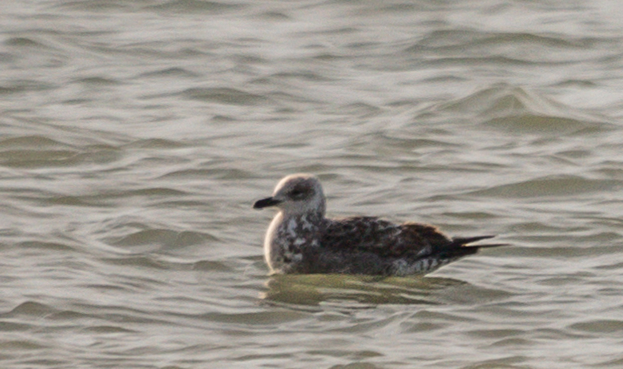 Foto Gaviota Cocinera