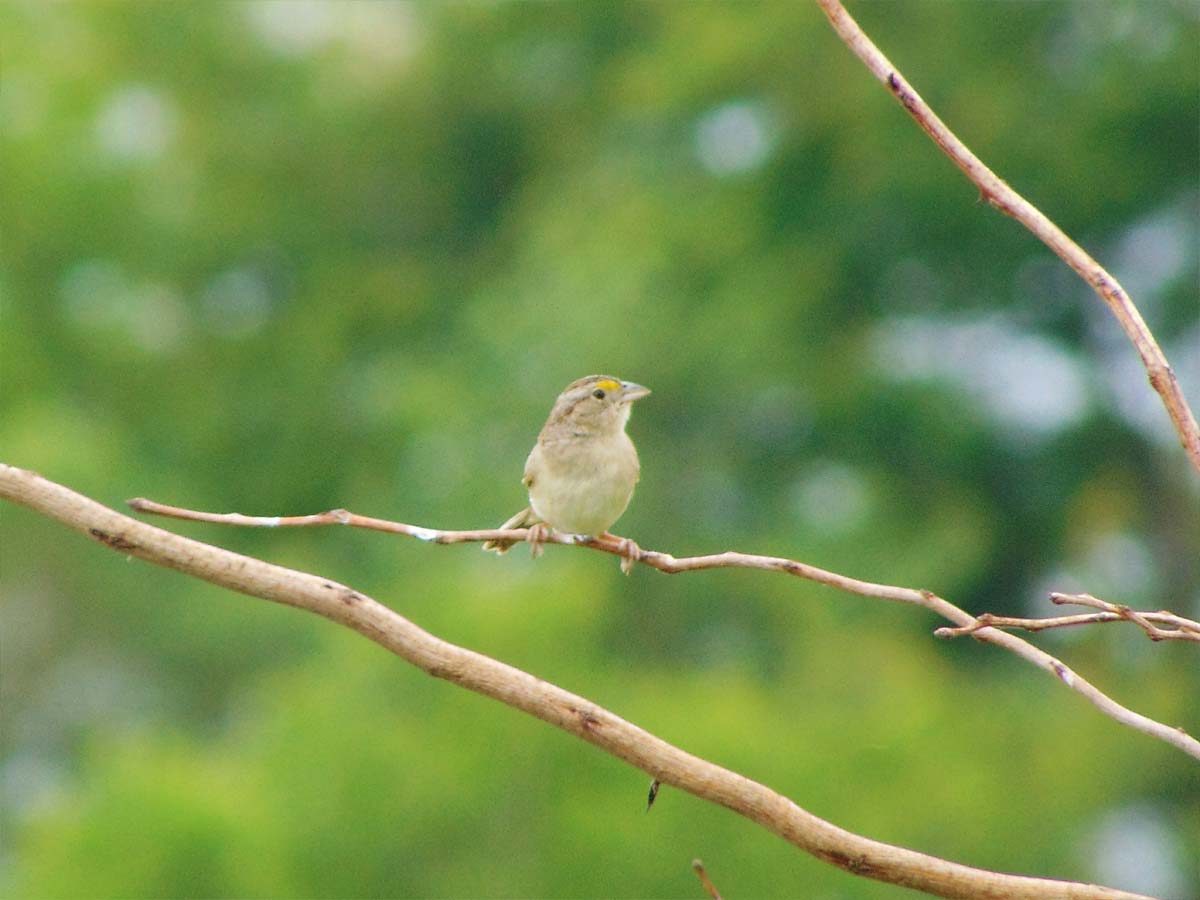 Foto Cachilo Ceja Amarilla