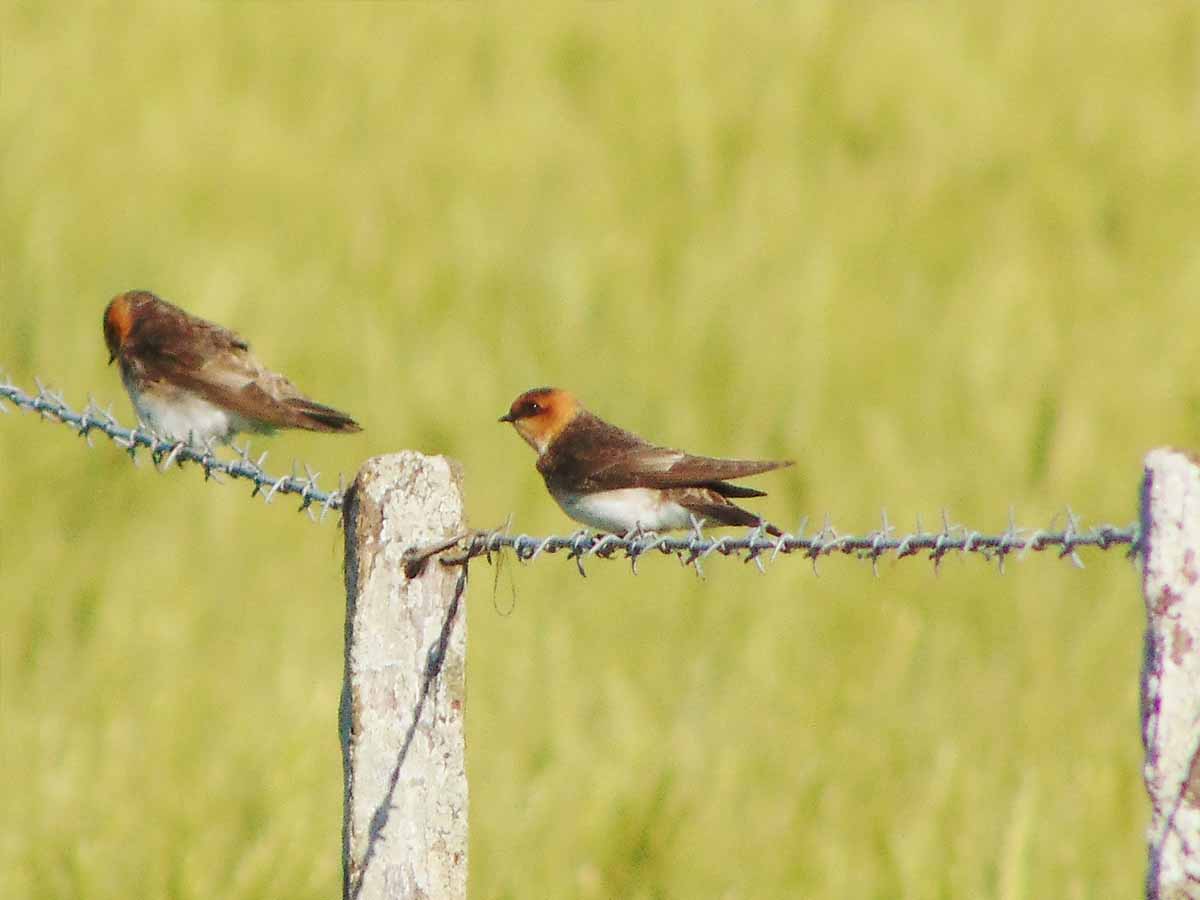 Foto Golondrina Cabeza Rojiza
