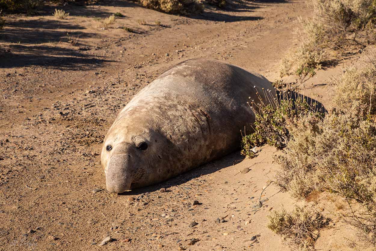 Foto Elefante Marino del Sur
