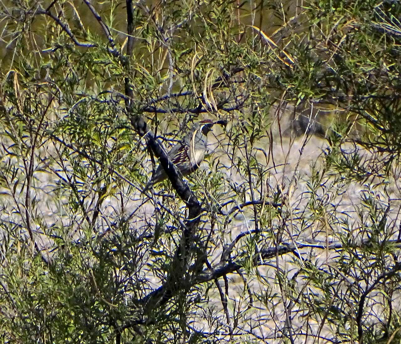 Foto Codorniz Desértica