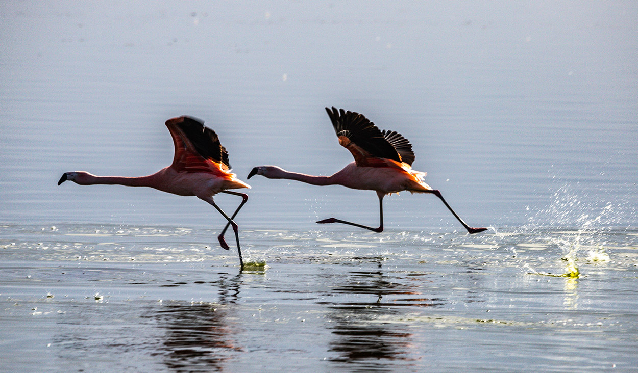 Foto Flamenco Austral