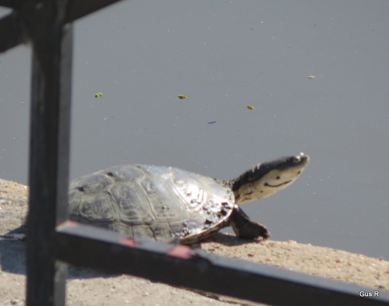 Foto Tortuga de Laguna