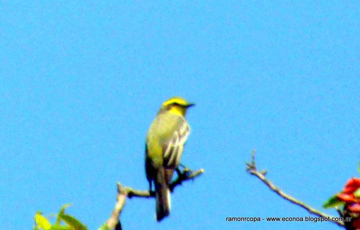 Foto Suirirí Amarillo