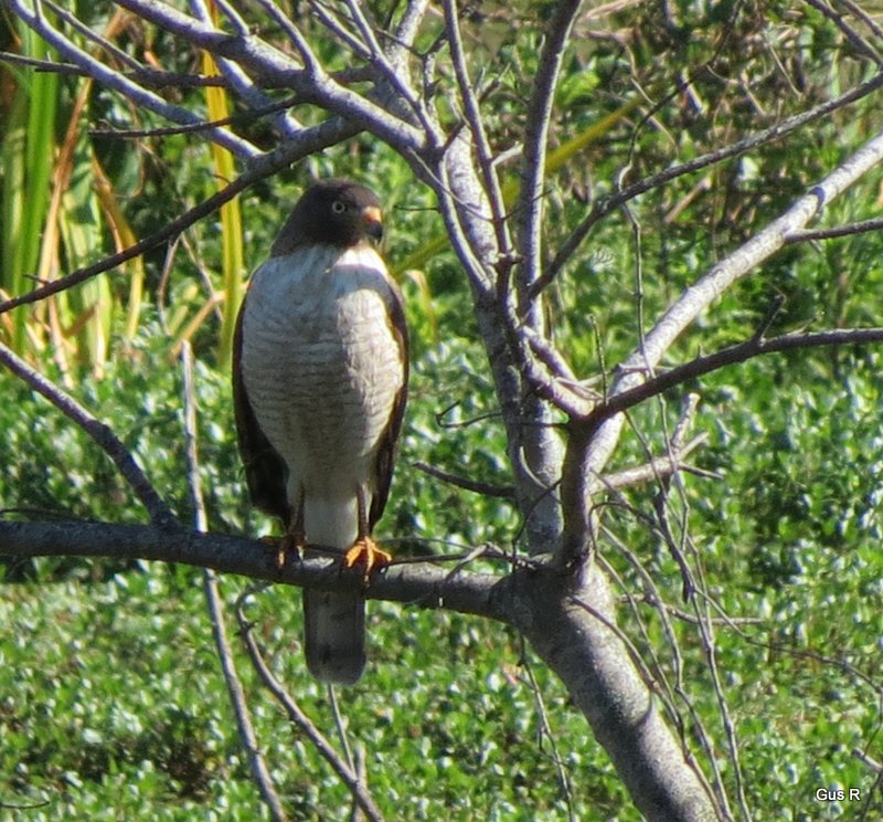 Photo Taguató Común