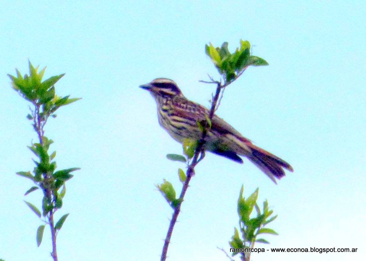 Foto Benteveo Rayado