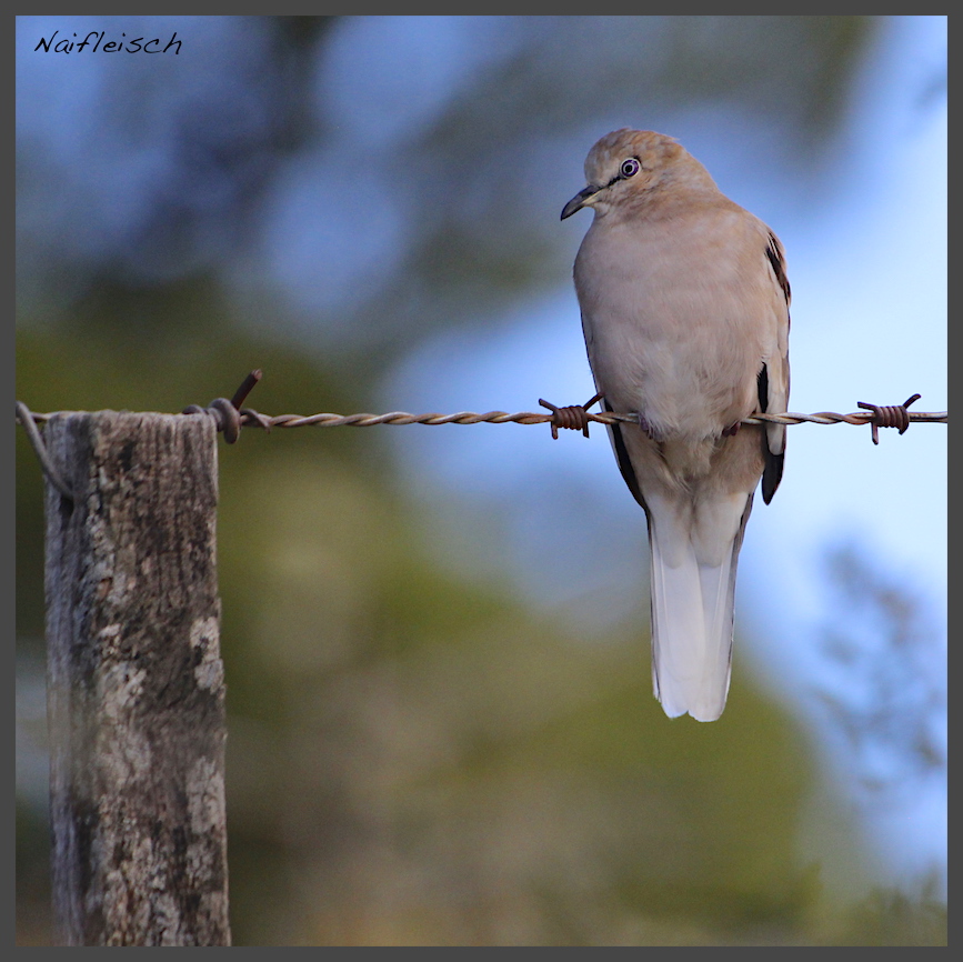 Foto Torcacita Común