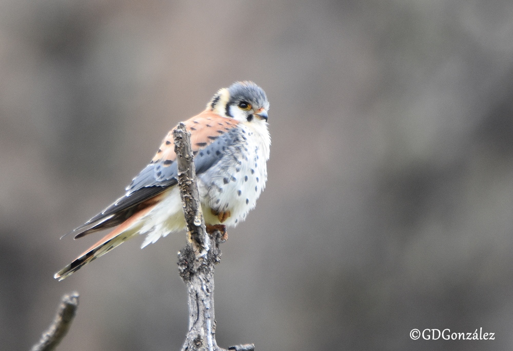 Photo Halconcito Colorado