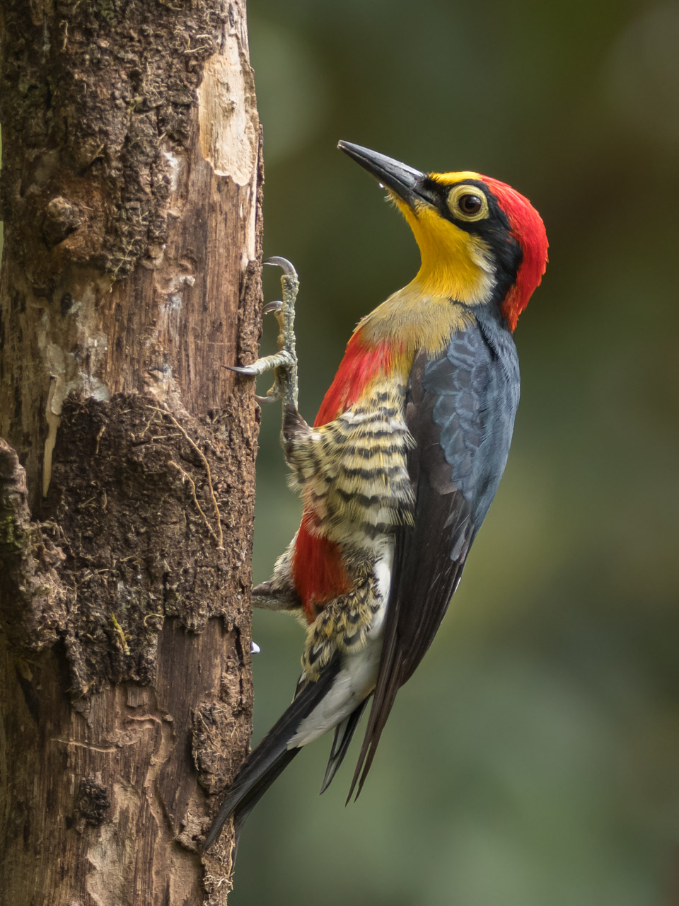 Foto Carpintero Arcoiris