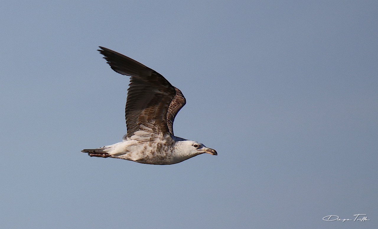 Foto Gaviota Cocinera