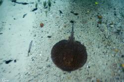  (Potamotrygon falkneri)