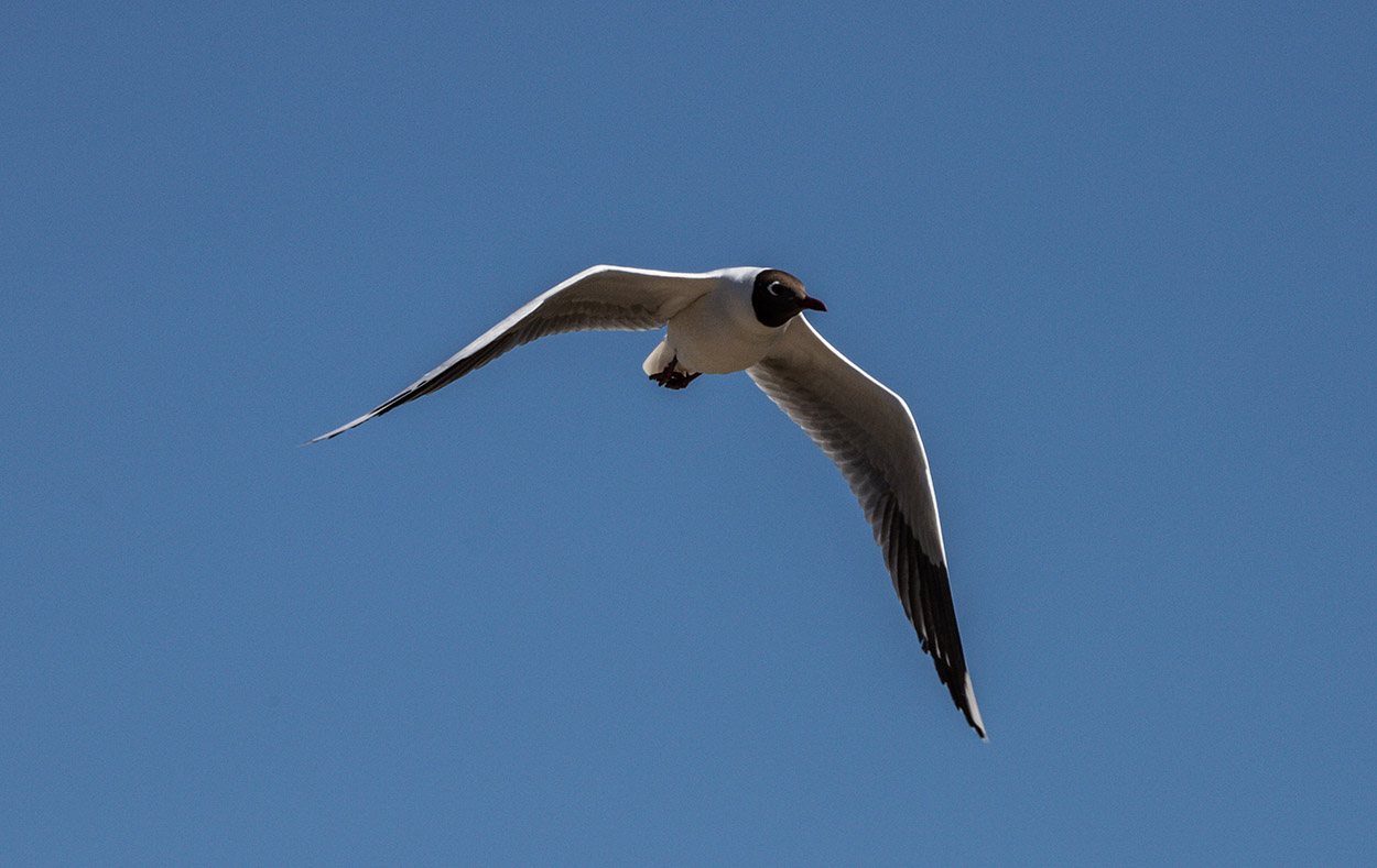 Photo Gaviota Capucho Café