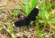 Barbicornis basilis