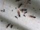 Acromyrmex lundi