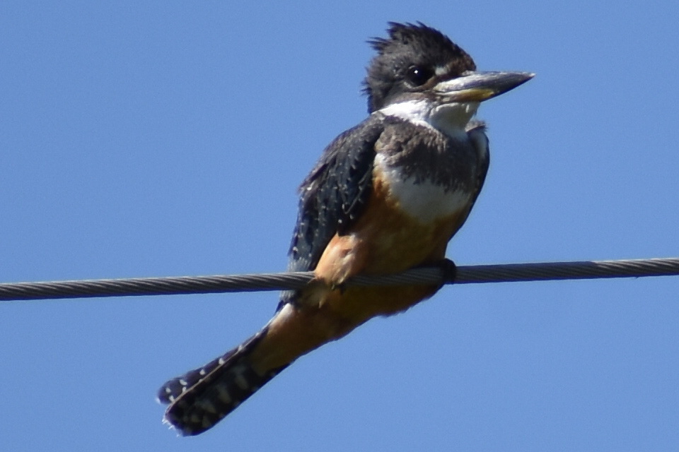 Foto Martín Pescador Grande