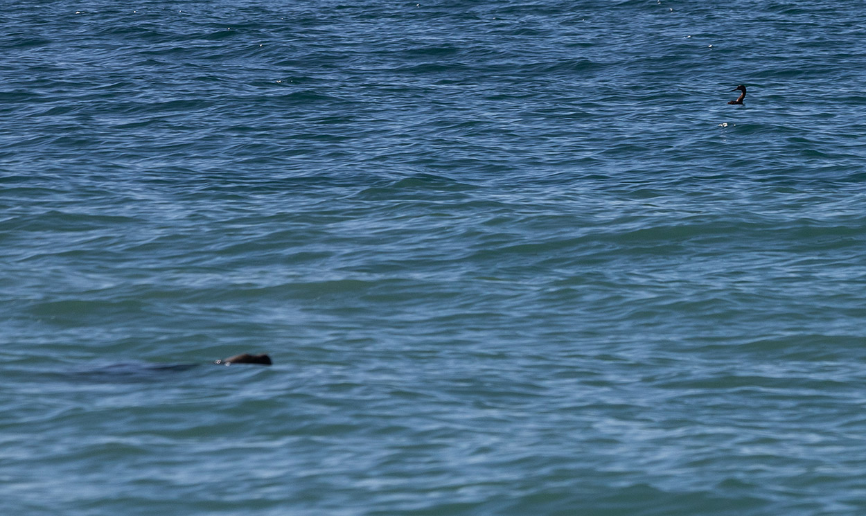 Photo Lobo Marino de Un Pelo