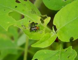  (Horciasinus signoreti)