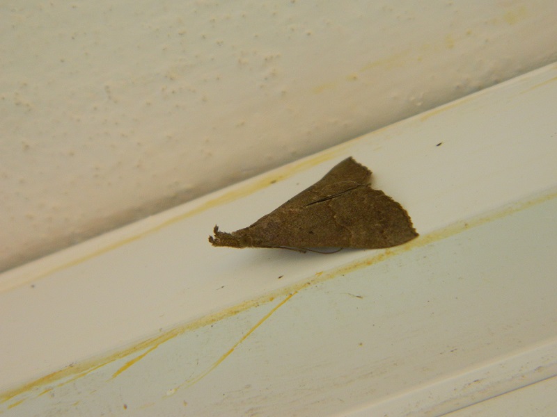 Erebidae&nbsp;sp.