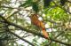 Casiornis rufus