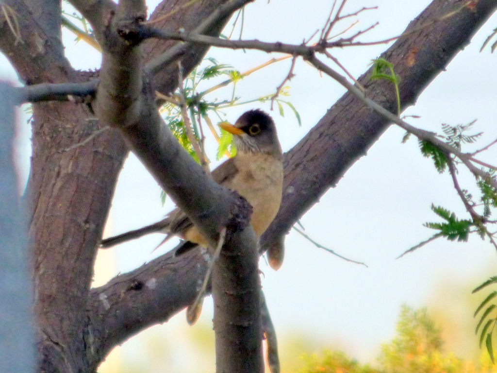 Photo Zorzal Patagónico