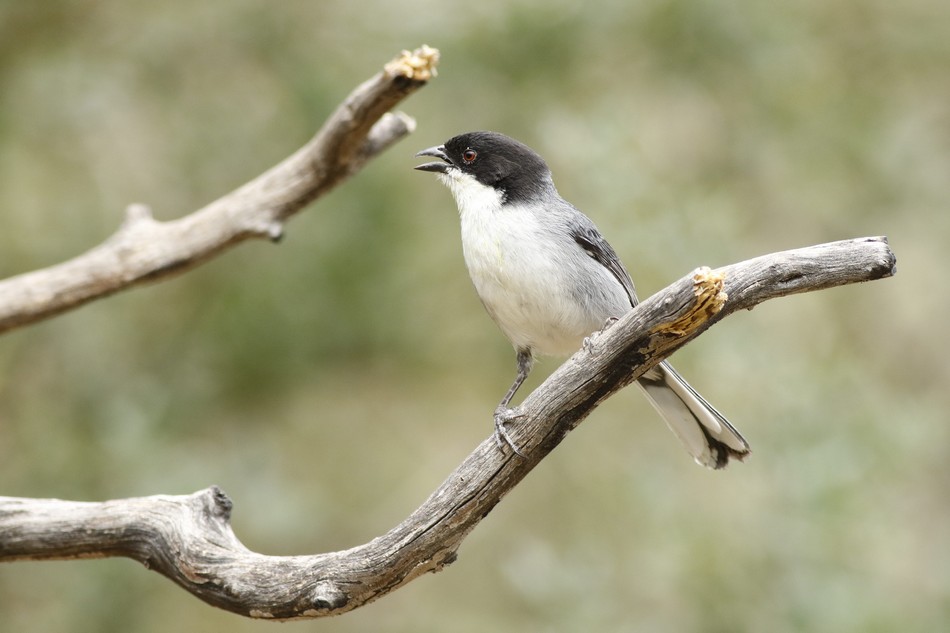Photo Monterita Cabeza Negra