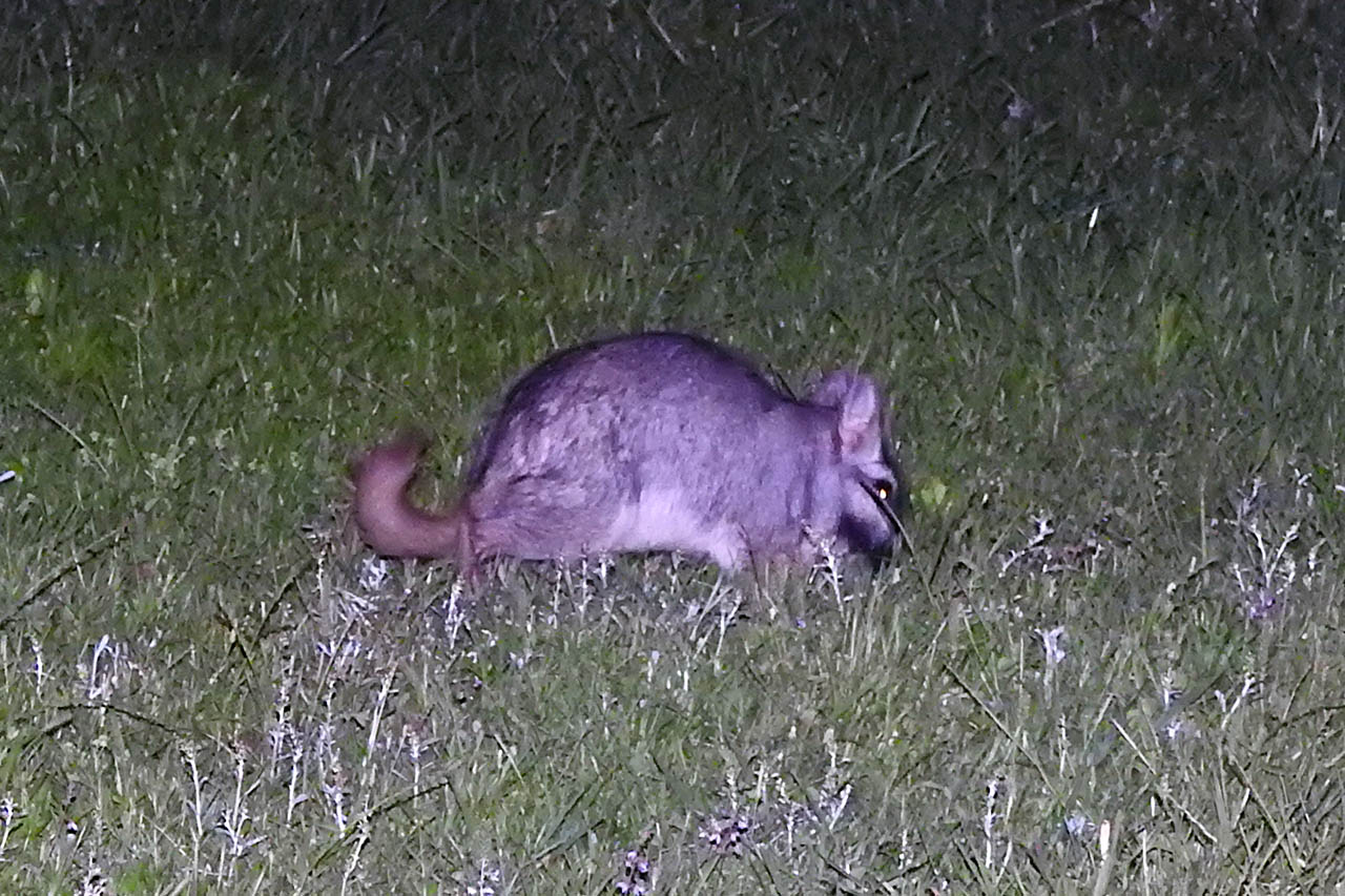 Foto Vizcacha