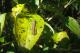 Grasshopper  Acrididae ()