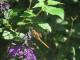 Orthemis nodiplaga