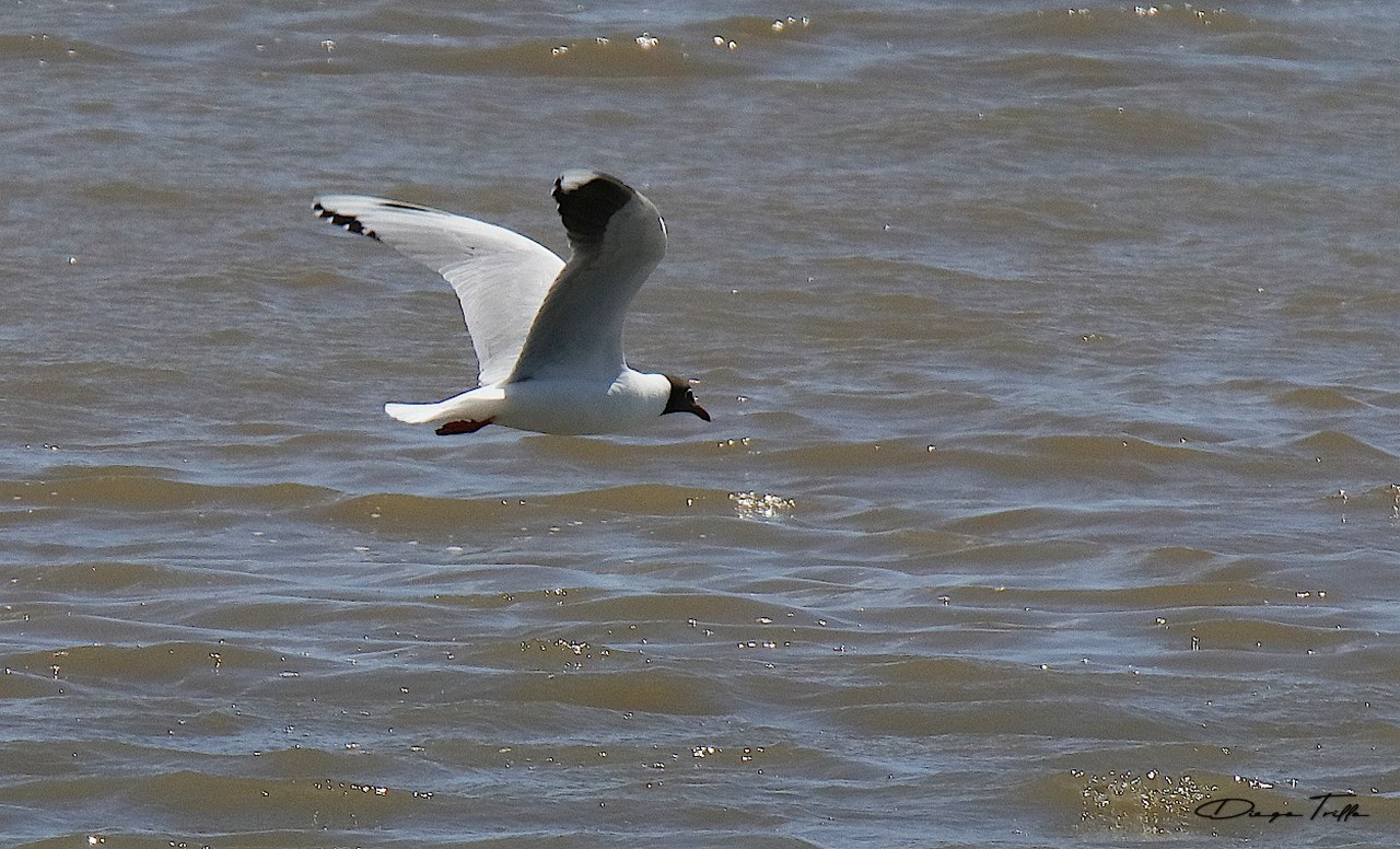 Foto Gaviota Capucho Café