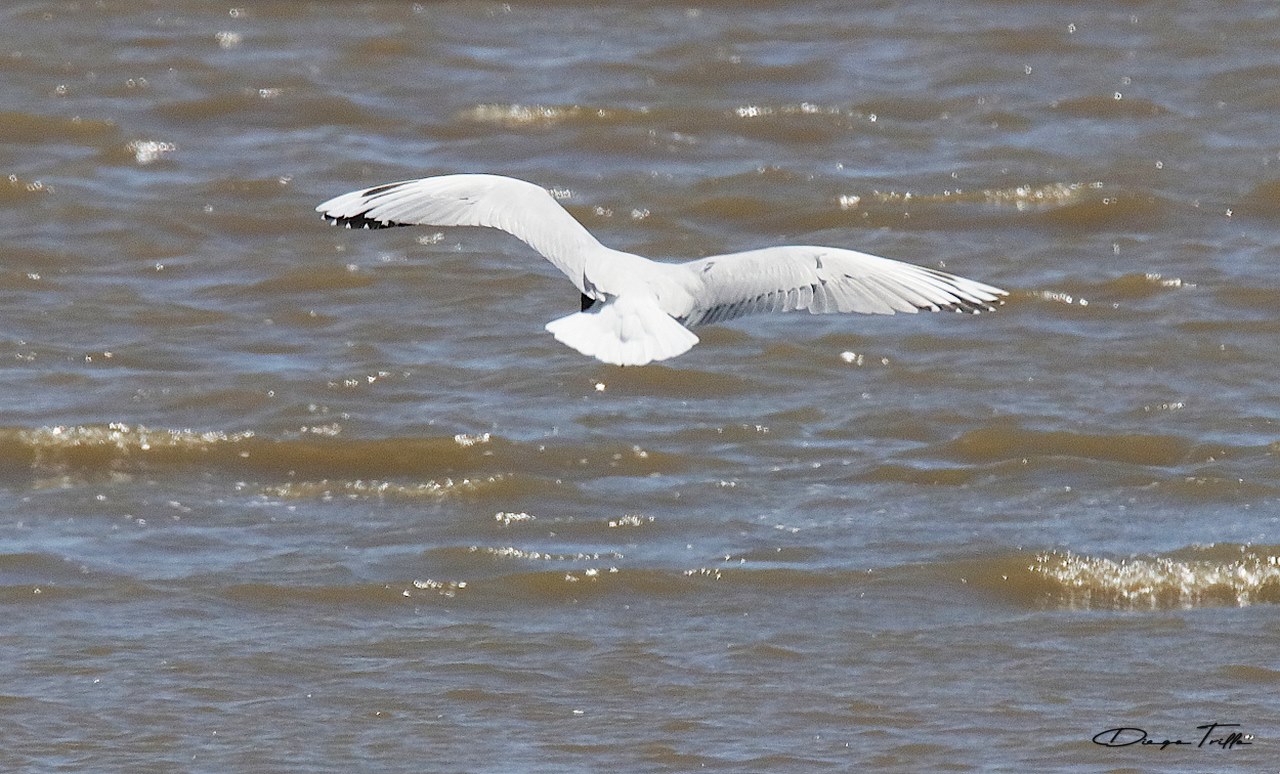 Foto Gaviota Capucho Café