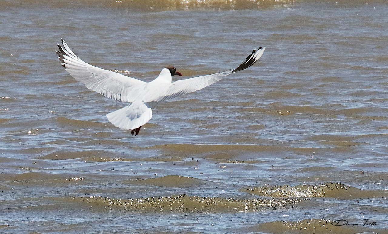 Foto Gaviota Capucho Café