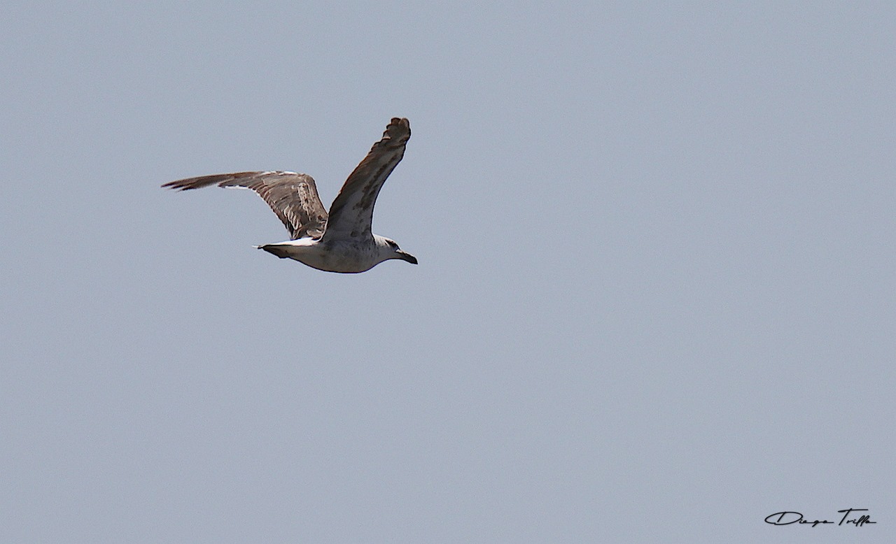 Foto Gaviota Cocinera